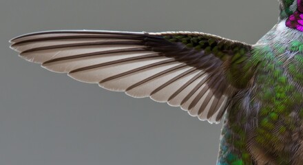 Hummingbird Wing Detail, Photo