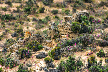 Beautiful sand vegetation in the Algarve © Mauro Rodrigues