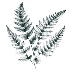 Naklejka premium Highly detailed illustrations of various trees, leaves, grasses, and botanical elements, featuring realistic, minimalist, and abstract compositions on a white background.