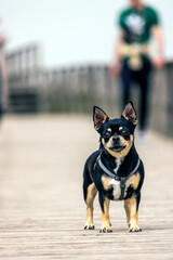 Small dog on a wooden pathway © Mauro Rodrigues