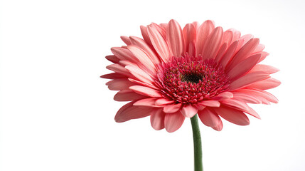 Single pink gerbera daisy close up