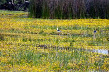black-winged stilt (Himantopus himantopus) © Mauro Rodrigues