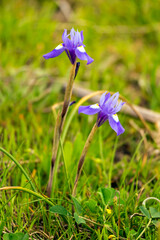Moraea sisyrinchium (Gynandriris sisyrinchium) flower © Mauro Rodrigues
