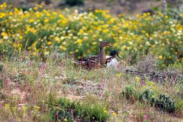 Mallard wild duck (Anas platyrhynchos)