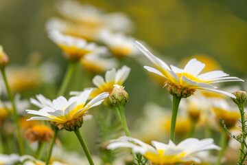 Leucanthemum vulgare flower © Mauro Rodrigues