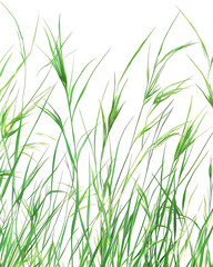 Fototapeta premium Highly detailed illustrations of various trees, leaves, grasses, and botanical elements, featuring realistic, minimalist, and abstract compositions on a white background.