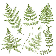 Highly detailed illustrations of various trees, leaves, grasses, and botanical elements, featuring realistic, minimalist, and abstract compositions on a white background.