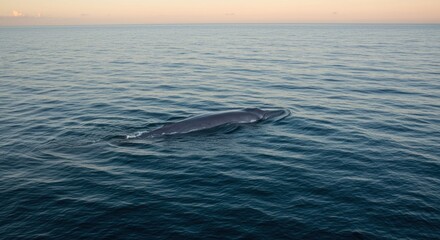 Fototapeta premium Blue whale swimming in ocean, photo