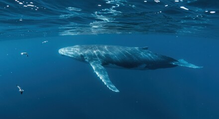 Naklejka premium Whale swimming underwater photo