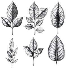 Obraz premium Highly detailed illustrations of various trees, leaves, grasses, and botanical elements, featuring realistic, minimalist, and abstract compositions on a white background.