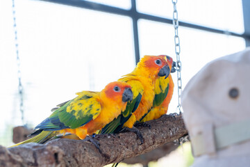 Beautiful colorful Sun Conure parrots birds are sitting on a tree branch. Ideal for exotic birds, pet photography, or wildlife portraits.