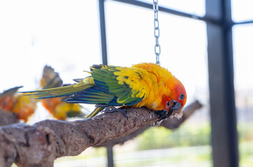 Beautiful colorful Sun Conure parrots birds are sitting on a tree branch. Ideal for exotic birds, pet photography, or wildlife portraits.