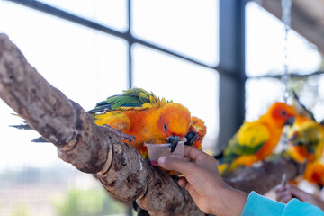 Close-up of a human hand feeding beautiful colorful Sun Conure parrots birds sitting on a tree branch. Ideal for exotic birds, pet photography, or wildlife portraits.