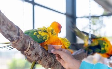 Close-up of a human hand feeding beautiful colorful Sun Conure parrots birds sitting on a tree branch. Ideal for exotic birds, pet photography, or wildlife portraits.