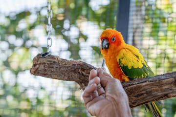 Close-up of a human hand feeding beautiful colorful Sun Conure parrot bird sitting on a tree branch. Ideal for exotic birds, pet photography, or wildlife portraits.