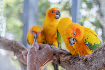 Close-up of a human hand feeding beautiful colorful Sun Conure parrots birds sitting on a tree branch. Ideal for exotic birds, pet photography, or wildlife portraits.