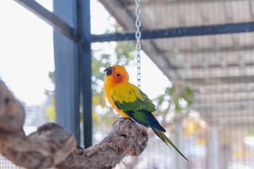 Beautiful colorful Sun Conure parrot bird sitting on a tree branch. Ideal for exotic birds, pet photography, or wildlife portraits.