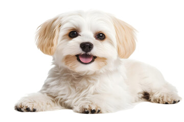 Obraz premium Adorable White Dog Isolated, Transparent Background