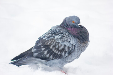 Pigeon standing on snow-covered ground in winter surroundings with soft snowfall in the background