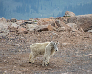 Mountain goat family interacts in rugged terrain during calm afternoon in the wilderness