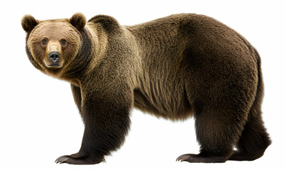 Fototapeta premium Majestic brown bear standing against a white background. High-resolution image perfect for wildlife documentaries, educational materials, or creative projects.