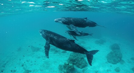 Fototapeta premium Underwater Whales (Photos)