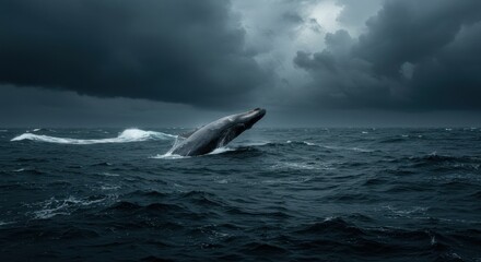 Fototapeta premium Whale breaching in stormy sea, Photo