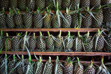 Pineapples on display in a fruit shop,Pineapple or Ananas comosus fruits on display in a cabinet at a fruit shop