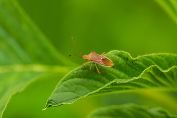 Insect on green leaf macro,Galerucella Beetle on Leaf: Macro Shot, Natural Wildlife Photo. Pyrrhalta Beetle on Green Leaf: Macro Photography, Nature