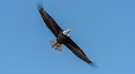 Naklejka premium Bald Eagle in Flight - Photo