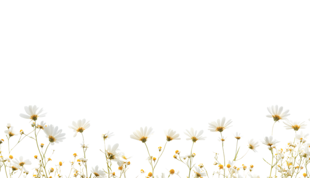  White background with small daisies along the bottom edge, transparent PNG with a white and yellow border, in PNG format.