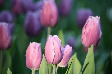 Single Lilac Crystal tulip in sharp focus with several out-of-focus blooms in the background, creating a dreamy floral composition on a green backdrop.