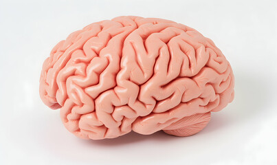 Anatomical model A human brain with detailed gyri and sulci, showing its intricate structure and lobes against a white backdrop