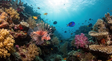 Naklejka premium Underwater coral reef, photos