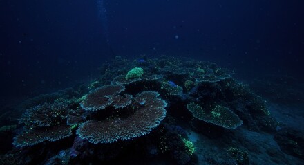 Underwater Coral Reef Photo