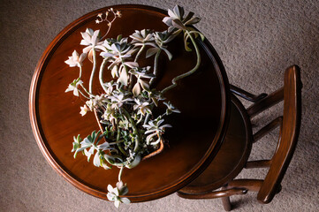 Top view of a Graptopetalum paraguayense succulent plant on a small wood table with one wood chair 