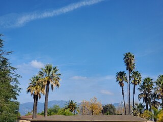 Palms and Peaks