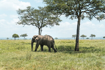 Obraz premium Peaceful scene of an African elephant walking slowly across tall green grasses, highlighting the calm beauty of wildlife in its natural habitat.