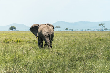 Fototapeta premium Elephant Walking Into the Tanzanian Savanna