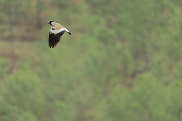 river lapwing in flight