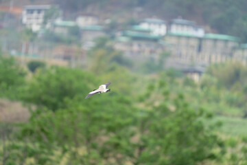 river lapwing in flight