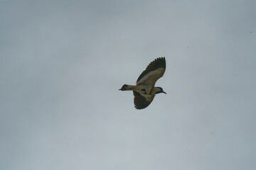 river lapwing in flight