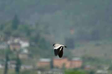 river lapwing in flight
