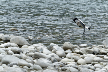 river lapwing in flight