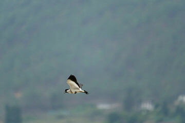 river lapwing in flight
