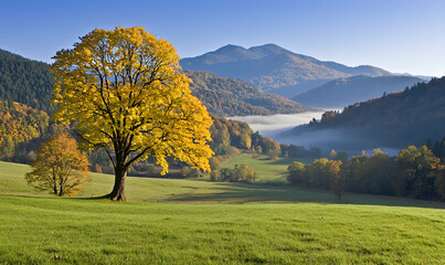 Golden tree in a valley, with low fog and mountains in background on a clear day. Nature's charm in full display