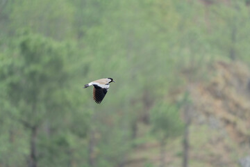 river lapwing in flight
