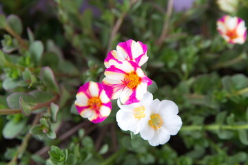 White Red flower of Common purslane (Portulaca oleracea), spanish verdolaga, ornamental and edible...