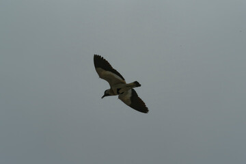 river lapwing in flight