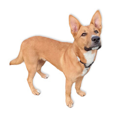 Obraz premium Full-Body Shepherd Mix Cutout with Upright Ears..